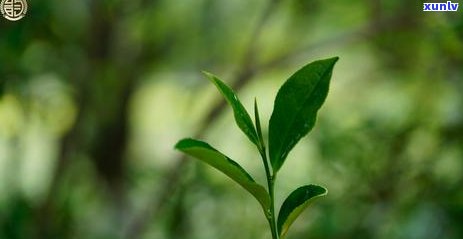 南方人都喝什么茶叶好，探索南方人的茶饮惯：哪些茶叶更受欢迎？