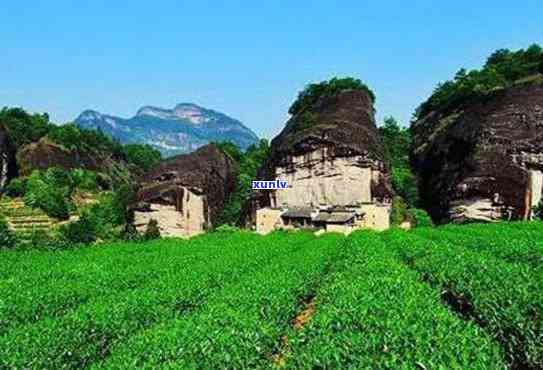 武夷山茶叶排名前十-武夷山茶叶排名前十名