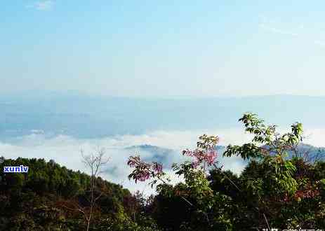 冰岛茶是怎么形成的-冰岛茶来源