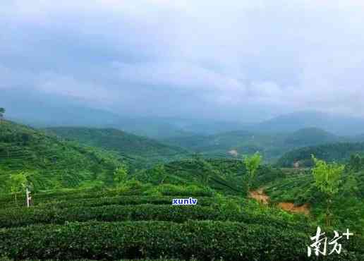 广东江出茶叶吗，广东江是否有产茶地区？