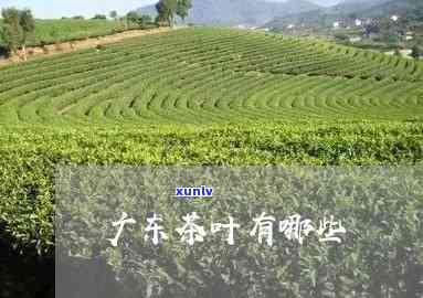 广东江出茶叶吗，广东江是否有产茶地区？