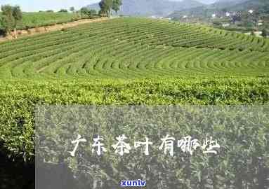 广东江出茶叶吗，广东江是否有产茶地区？