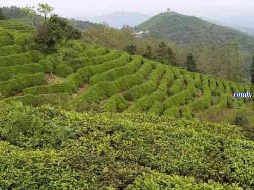 信阳产什么茶，探寻信阳：揭秘产的美味茶叶！