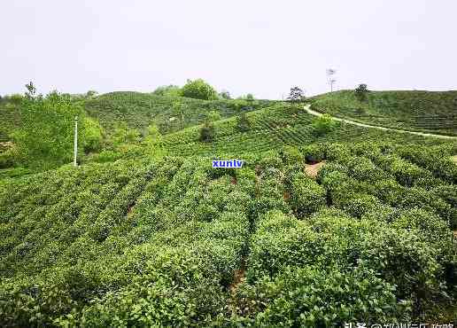 河南信阳产什么茶，探寻河南信阳的茶叶文化：你不可错过的特产