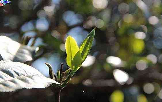 冰岛古树茶普洱茶价格，探究冰岛古树茶普洱茶的市场价格及价值