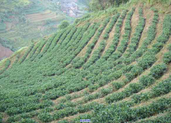 男性喝什么茶叶比较好，揭秘男性最适合的茶叶种类，让你健又精神！