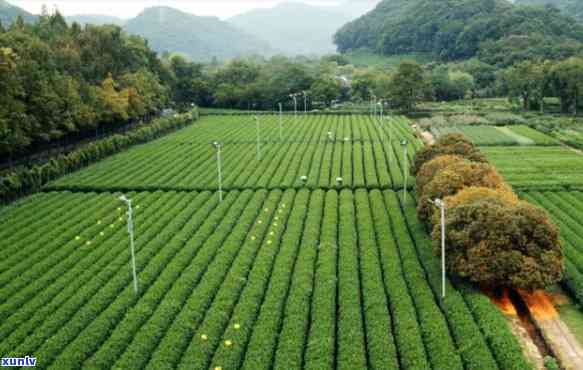 茶叶核心价值观，探寻茶叶的核心价值观：从种植到饮用的全程解读