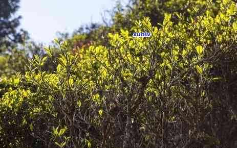 老包说茶冰岛古茶山-冰岛古茶镇