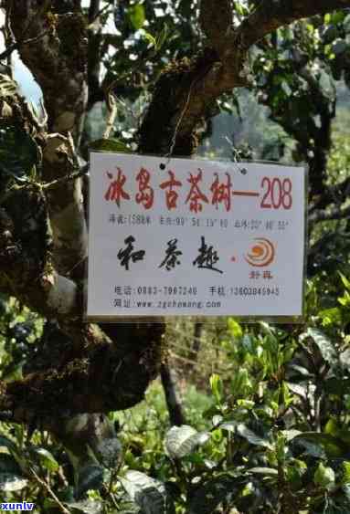 冰岛古树茶800年-冰岛古树茶800年有几棵