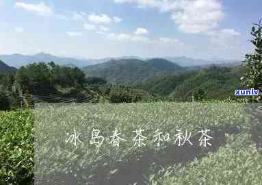 冰岛秋茶和春茶区别-冰岛秋茶和春茶区别在哪