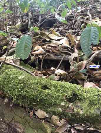 冰岛茶哪家最正宗好喝？比较各大的口感与价格