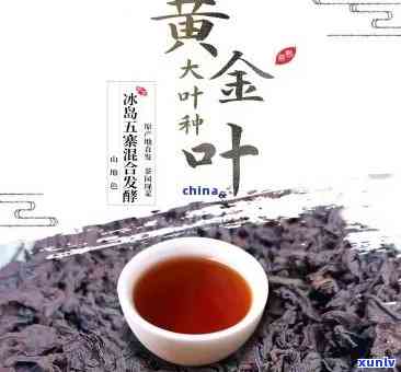 冰岛黄金叶属于什么熟茶还是生茶，解析冰岛黄金叶：是熟茶还是生茶？