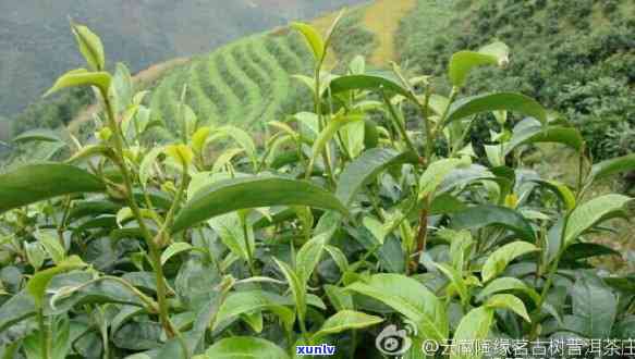 勐库冰岛老树茶价格，揭秘勐库冰岛老树茶的价格：一份独特的味觉体验！