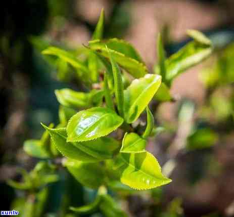 冰岛茶山是什么茶区-冰岛茶山是什么茶区的