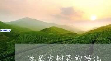 冰岛古树茶后期转化-冰岛古树茶后期转化 *** 