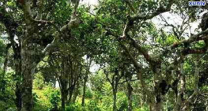 冰岛古树茶叶，探索神秘的冰岛古树茶叶：一种独特的饮品体验-冰岛古树茶简介