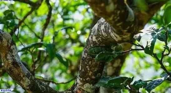 冰岛古树茶口感特点介绍，探秘冰岛古树茶：独特的口感特点解析