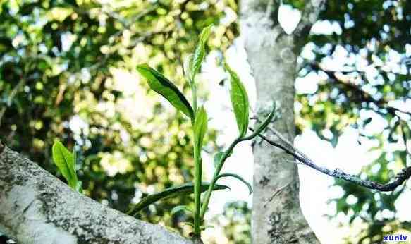 冰岛大树茶是白茶还是绿茶？探讨其定义、品种与价格