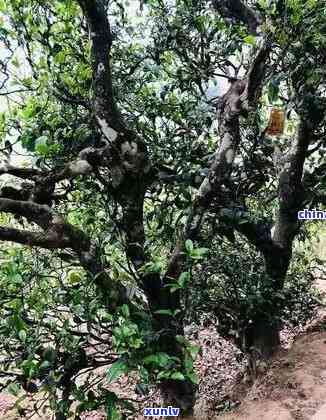 临沧冰岛古树茶口感-临沧冰岛古树茶多少钱一斤