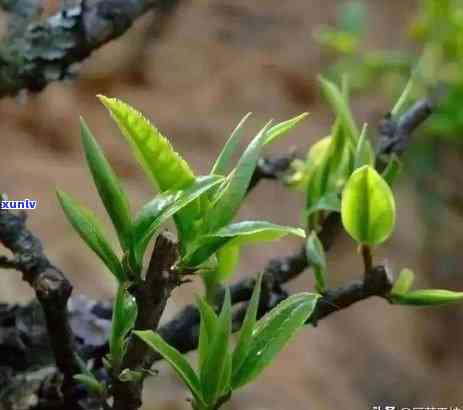 冰岛茶是哪个产区的-冰岛茶是哪个产区的茶叶