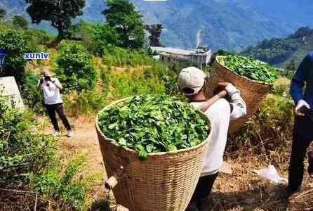 云南临沧冰岛茶值几万一斤吗？产地、价格全解析