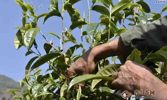 冰岛古树茶：栽培 *** 、特点与冲泡技巧，一文详解正宗种植过程