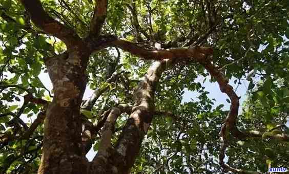 冰岛古树茶：栽培 *** 、特点与冲泡技巧，一文详解正宗种植过程