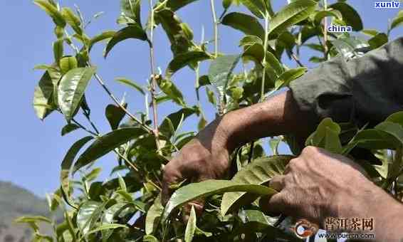 冰岛古树茶怎样栽培视频：从种植到 *** 全过程详解与冲泡技巧