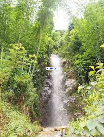 昔归和冰岛茶产地在哪里，探秘茶叶世界：揭秘昔归与冰岛茶的产地