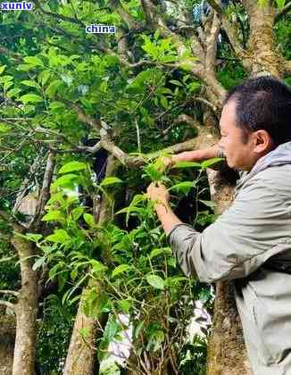 冰岛老寨茶哪里有卖-冰岛老寨茶哪里有卖的