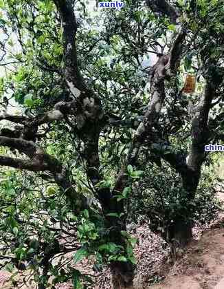 临沧冰岛古树茶多少钱一斤，探秘古树韵味：临沧冰岛茶的价格解析