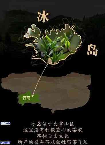 冰岛茶是哪个山头的？探究其产地和来源