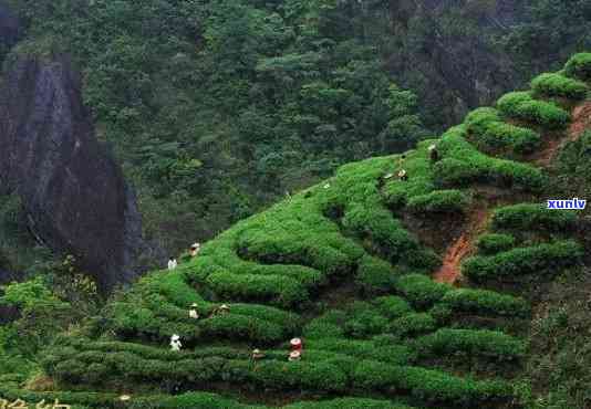 武夷山的茶叶品种，探秘武夷山：揭秘的茶叶品种