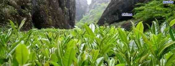 武夷山的茶叶品种，探秘武夷山：揭秘的茶叶品种