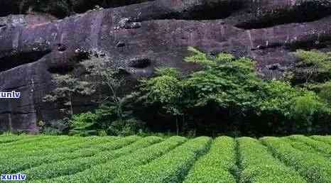 武夷山的茶叶品种，探秘武夷山：揭秘的茶叶品种