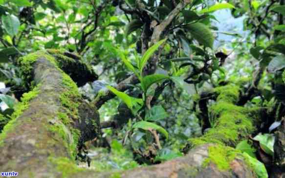 南坡冰岛古树茶口感-冰岛南迫古树茶