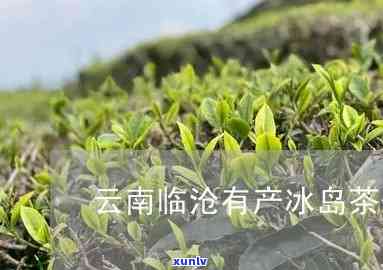 临沧哪里有卖冰岛茶-临沧哪里有卖冰岛茶的