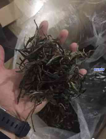 冰岛600年古树茶多少钱一斤啊，探究冰岛600年古树茶的价格，一斤价值几何？