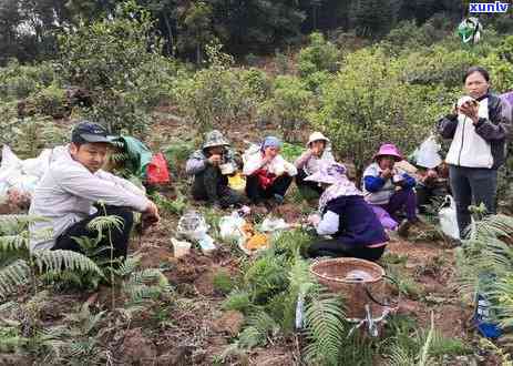 冰岛老寨茶厂：2021年古树生茶 *** 版，历悠久，位于何方？