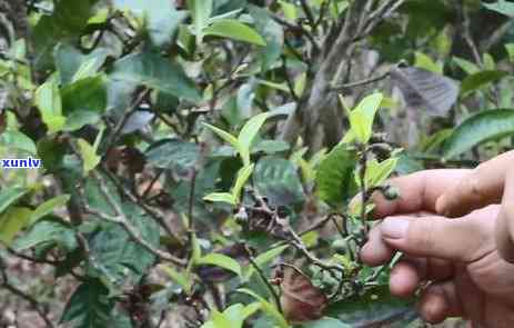 冰岛藤条茶是哪里的产地，揭秘冰岛藤条茶的产地，你不可不知的知识点！