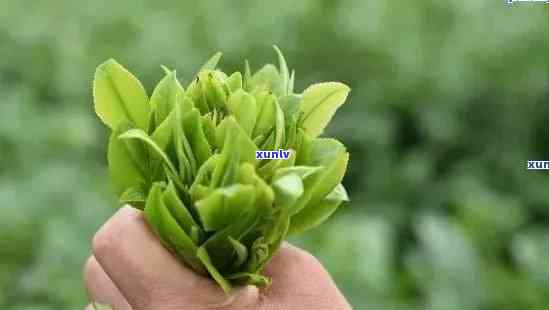 什么茶叶泡出来像嫩芽？了解各种茶叶的芽形特点