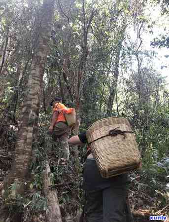 冰岛茶的历和来历介绍，探秘冰岛茶的起源与历