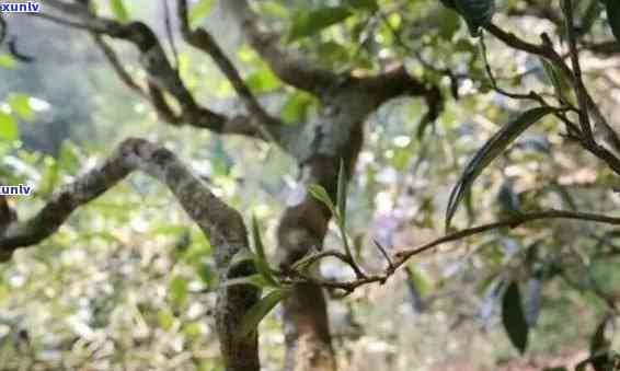 冰岛与古树茶的区别-冰岛与古树茶的区别是什么