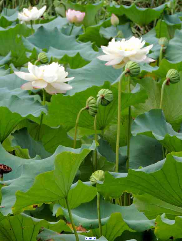 飘花翡翠品种介绍大全，全面解析：飘花翡翠品种的详细介绍与分类