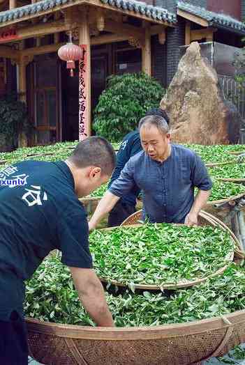 武夷山市德兮谷茶叶-武夷山市德兮谷茶叶科学研究所