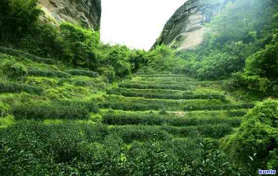 武夷山市德兮谷茶叶-武夷山市德兮谷茶叶科学研究所