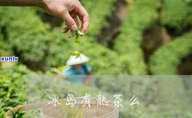 冰岛为什么没有熟茶-冰岛为什么没有熟茶卖