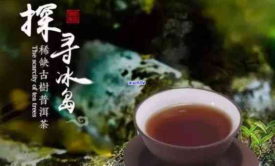 冰岛300年古树茶，珍稀冰岛300年古树茶：品味千年历的韵味