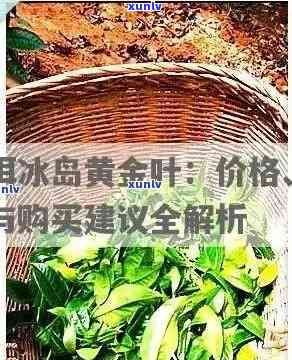 双江比冰岛还贵的茶有哪些，揭秘价格高于冰岛的双江茶叶品种