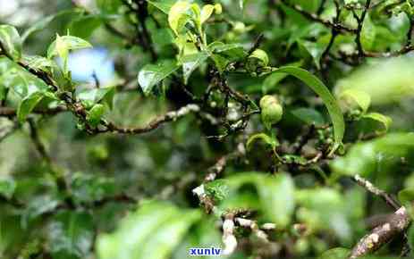 冰岛熟茶，探索冰岛的独特风味：冰岛熟茶的魅力与起源